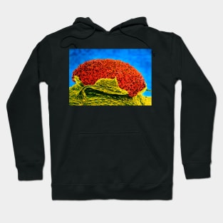 Rust fungus on mallow leaf (B275/0009) Hoodie